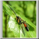 Dusona spp - Schlupfwespe w03c 13mm-fdet04.jpg